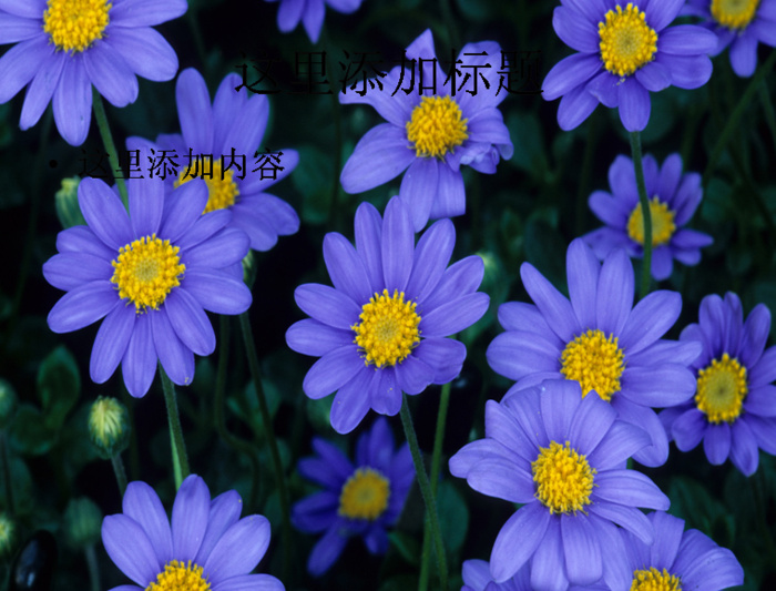 电脑桌面风景ppt鲜花怒放背景图...