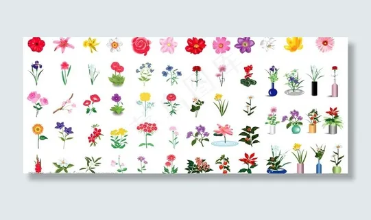 处理好的花图片