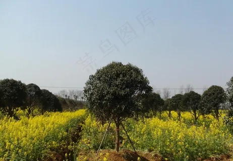 蔬菜基地油菜花图片 蔬菜基地油菜花图片