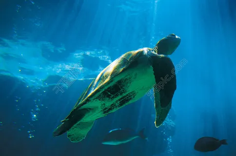 海龟图片