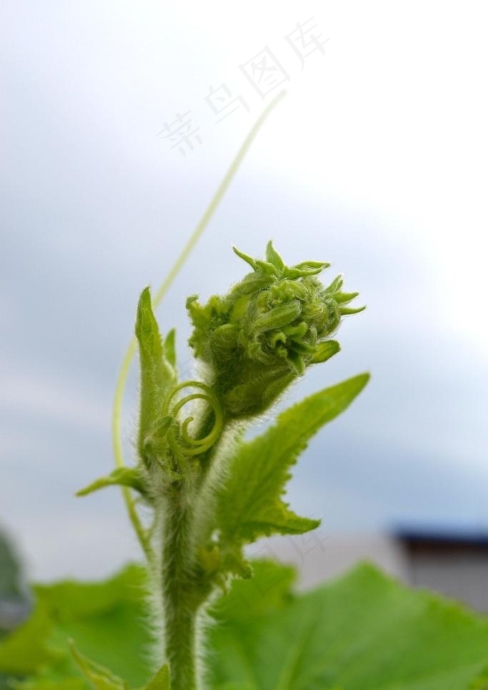 冬瓜藤尖图片