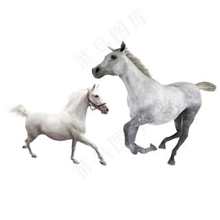 马 免抠素材PSD分层