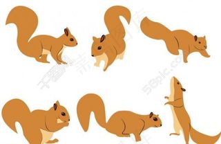 松鼠图片