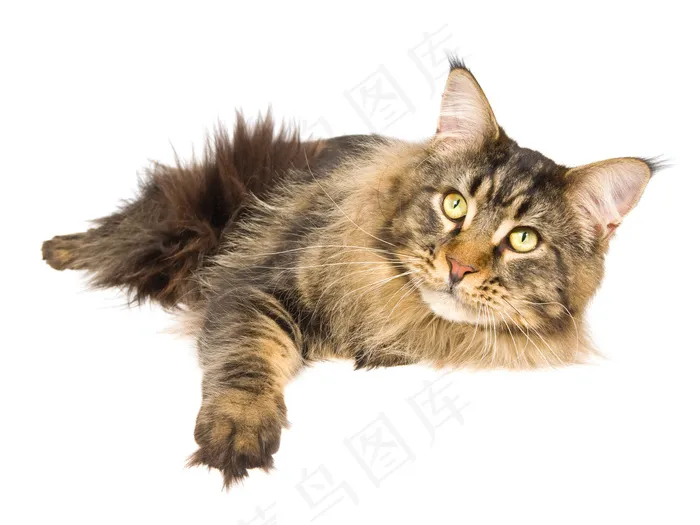 小花猫图片