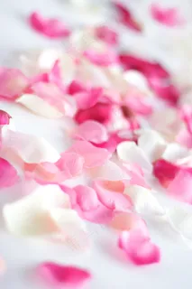 玫瑰花花瓣 玫瑰花花瓣