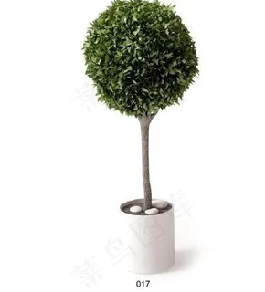 室内植物图片 室内植物图片