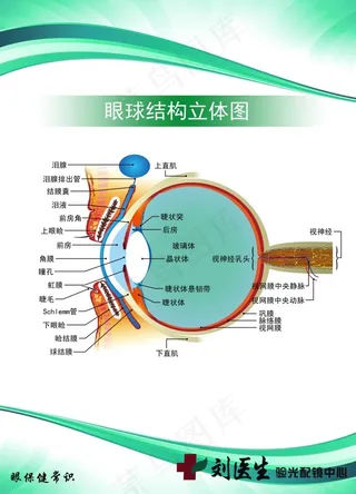 眼球结构刘医生眼科