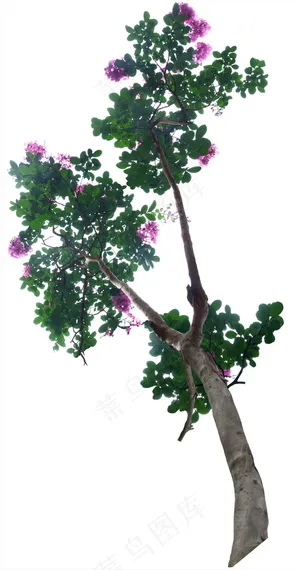 psd树木后期素材