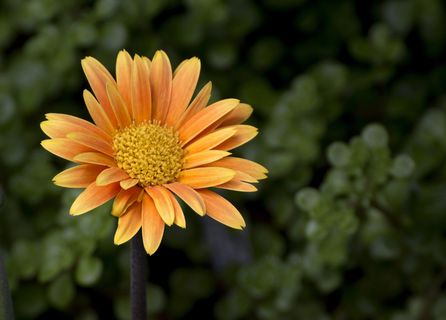 橙花 橙花
