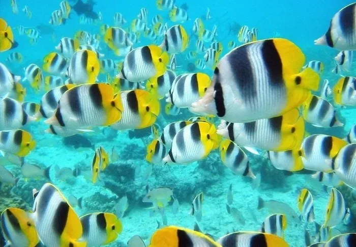 海洋鱼类图片