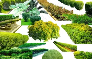 盆景 园林 花图片