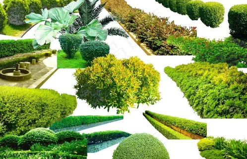 盆景 园林 花图片 盆景 园林 花图片