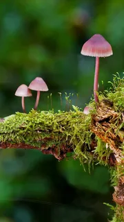 菇高清摄影图片