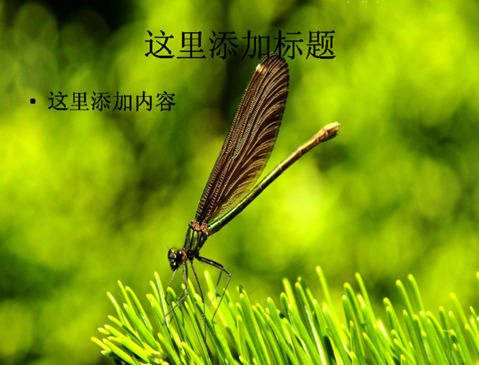 美丽的蜻蜓(9)