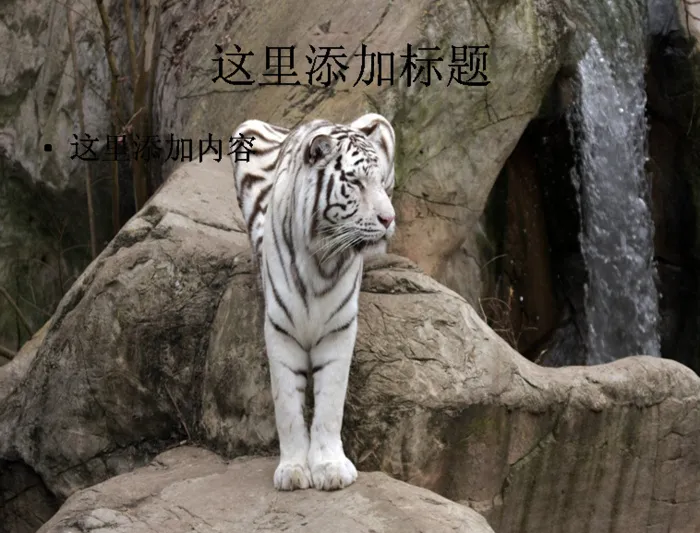 电脑ppt封面老虎王者写真图片(...