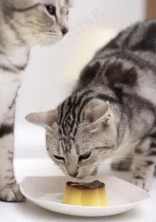 吃蛋糕的猫咪 宠物猫