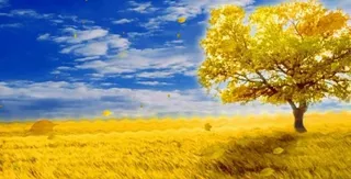 田野丰收的季节舞台背景动态视频素材