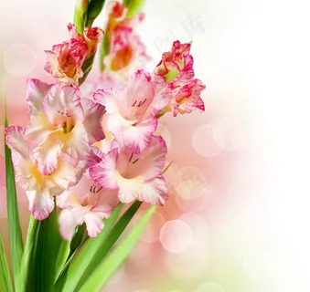 梦幻鲜花背景图片 梦幻鲜花背景图片