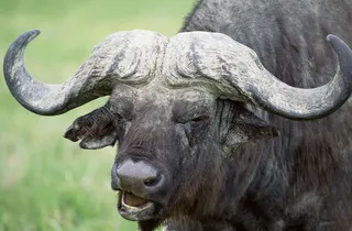 非洲野生动物黑牛图片