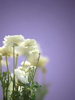 白玫瑰的背景 白玫瑰的背景