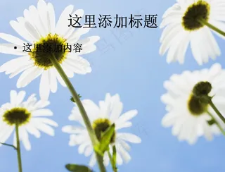 洁白纯净的花朵(2)