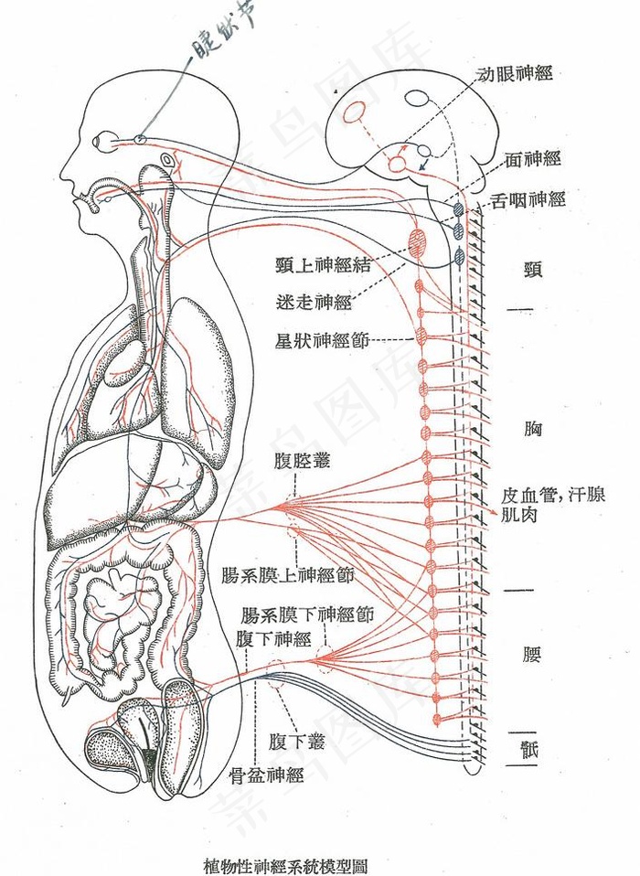 植物性系统神经图片