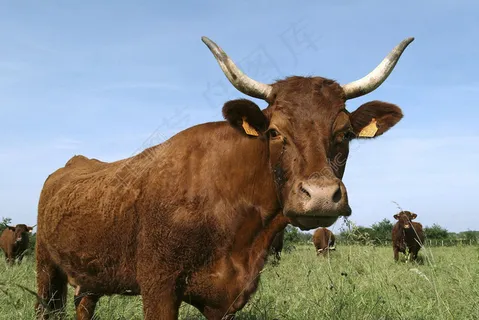 草地上的牛群图片