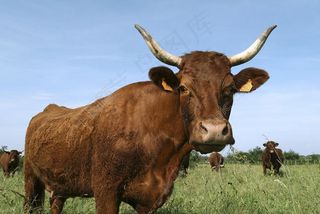 草地上的牛群图片