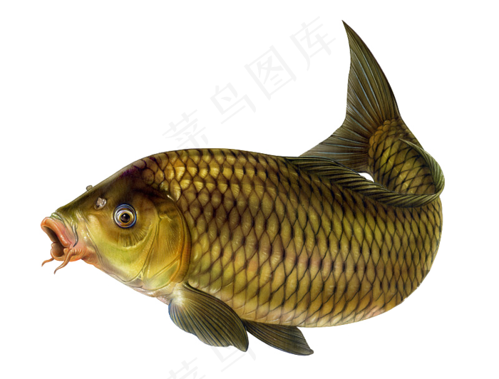 淘宝生鲜红鲤鱼png淡水鱼图片