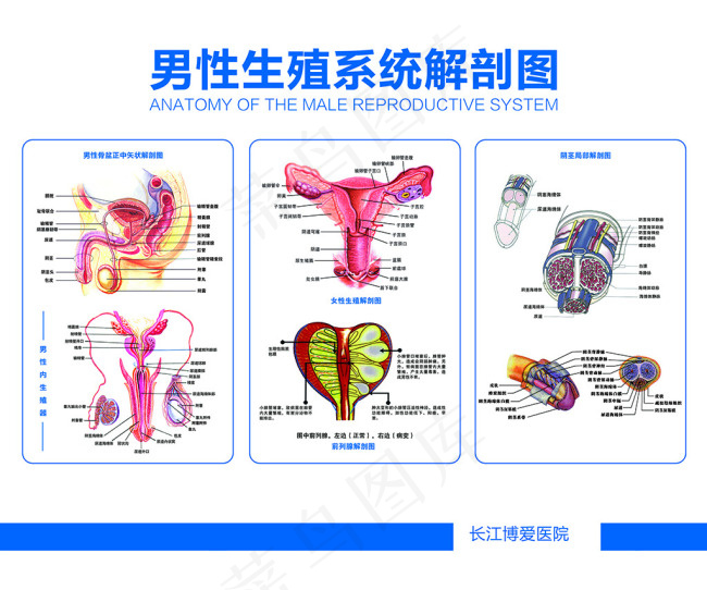 生殖系统解剖图