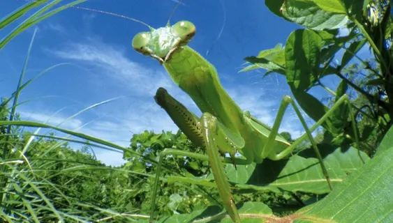 螳螂图片