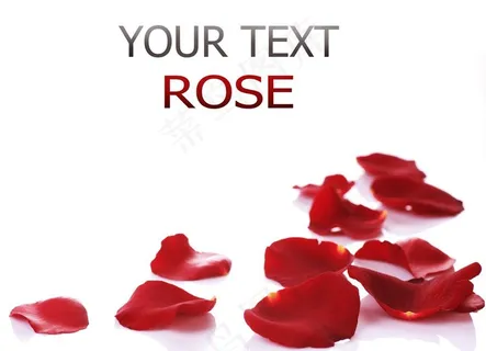 玫瑰花瓣图片