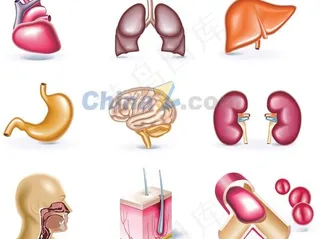 人体器官矢量素材图