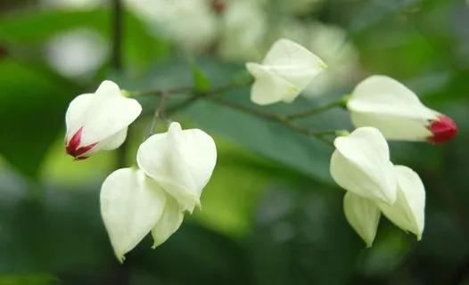 白色红花图片 白色红花图片
