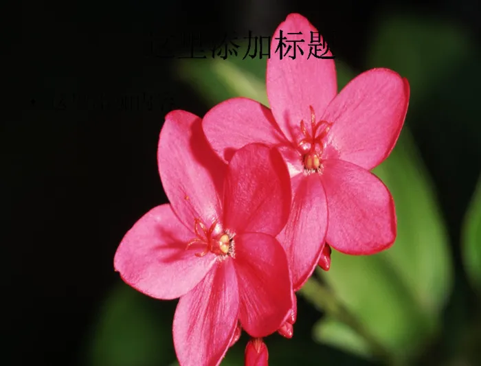 成双成对的花儿惹人怜唯美花朵pp...