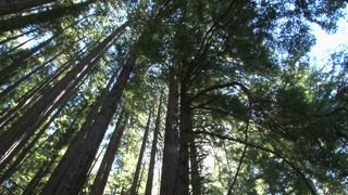 阳光明媚的红杉自旋股票视频 视频免...