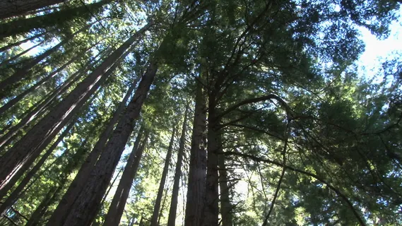 阳光明媚的红杉自旋股票视频 视频免... 阳光明媚的红杉自旋股票视频 视频免...