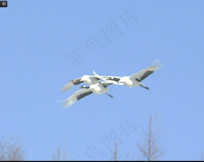 鸟视频频素材素材下载