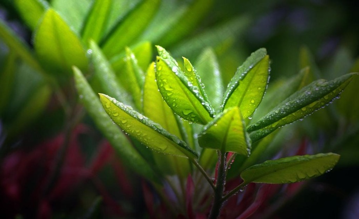 植物图片