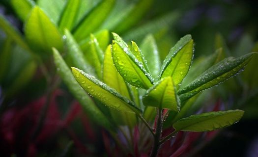 植物图片 植物图片