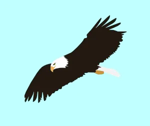 翱翔的雄鹰剪贴画