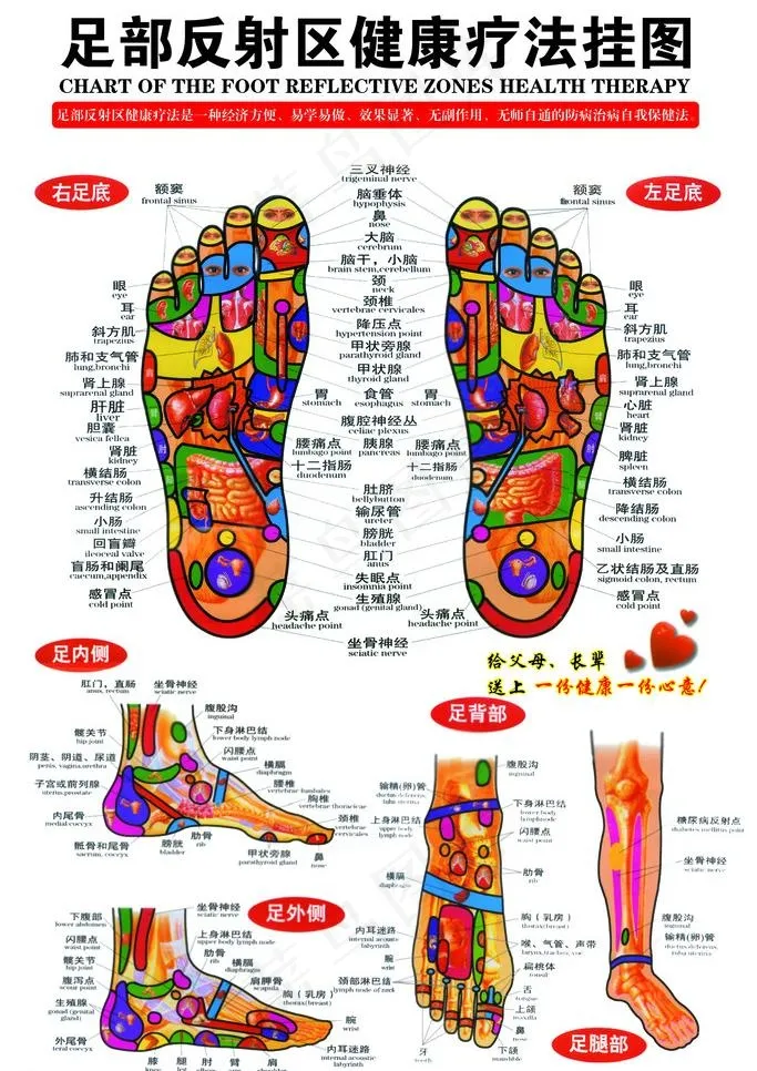 足部反射区健康疗法挂图 （分层不细...psd模版下载