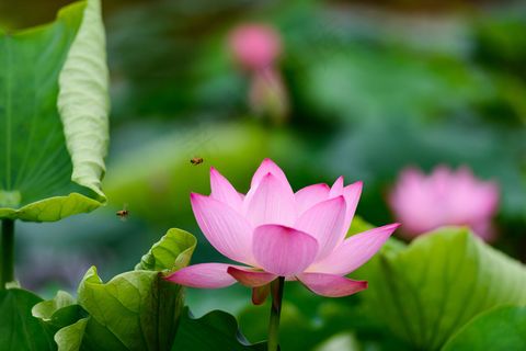 蜜蜂采荷花盛开的粉红色荷花高清美图...