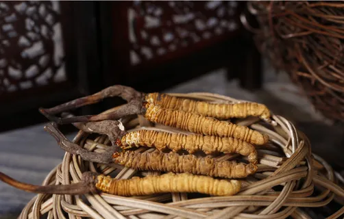 蟲草、药材、名贵药材、食物、补品