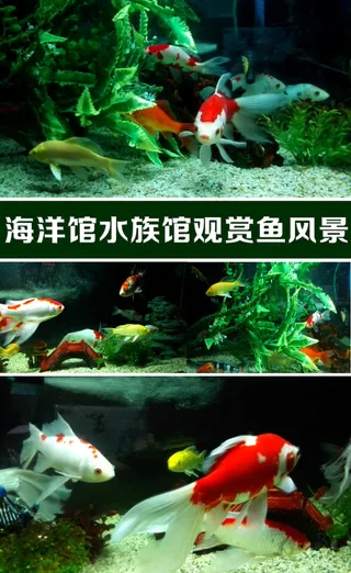 海洋馆水族馆观赏鱼风景实拍视频