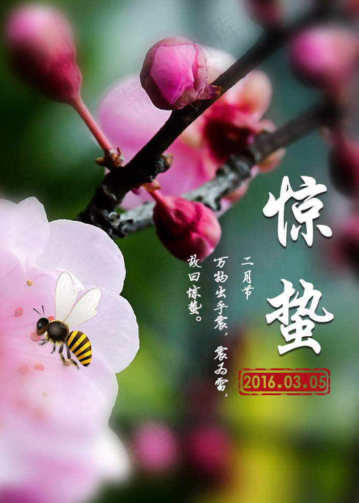 惊蛰节气海报psd模版下载