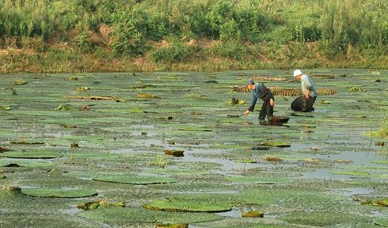 采摘鸡头米 田园风光图片