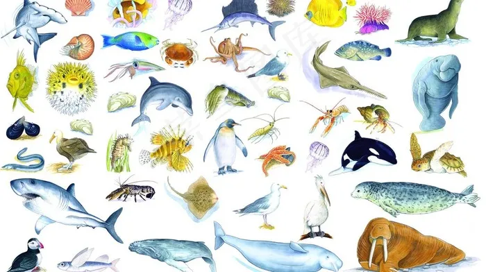 水生物图片psd模版下载