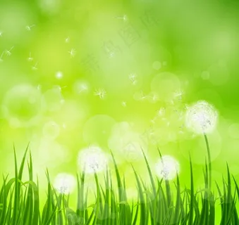 春天鲜花草地图片