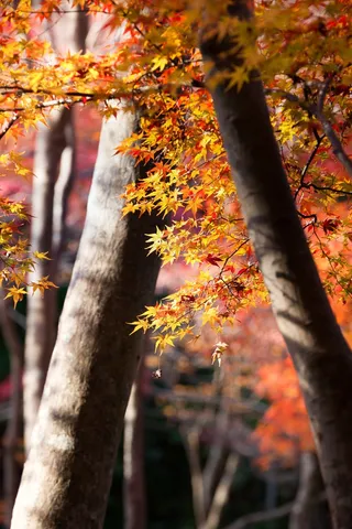 秋叶金秋秋季黄叶漂浮枫叶枫叶